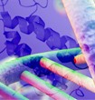 A BRCA mutáció hordozók szisztémás hormonkezelése A BRCA mutáció hordozók szisztémás hormonkezelése